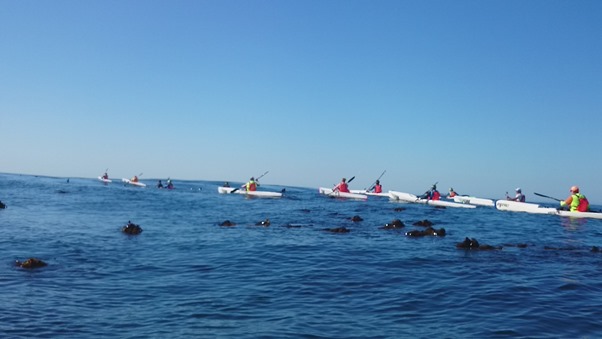 five capes adventure south africa dawid mocke sea ocean kayak cape town sportscene