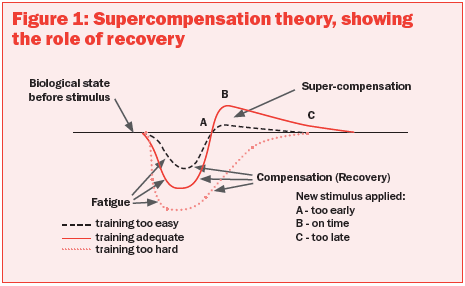 canoe kayak training performance recovery compensation fatigue sportscene 